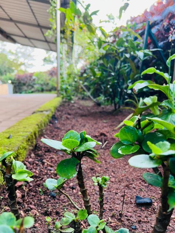 Westernghats Homestay Madikeri Luaran gambar