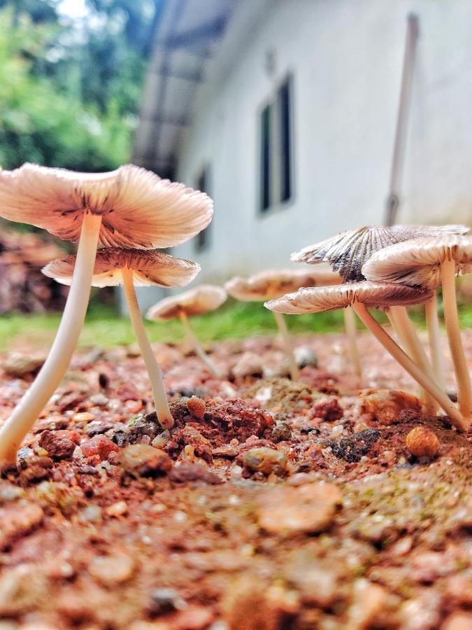 Westernghats Homestay Madikeri Luaran gambar