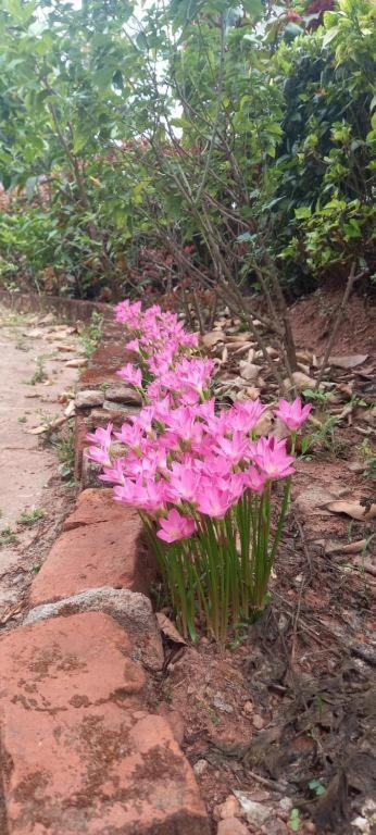 Westernghats Homestay Madikeri Luaran gambar