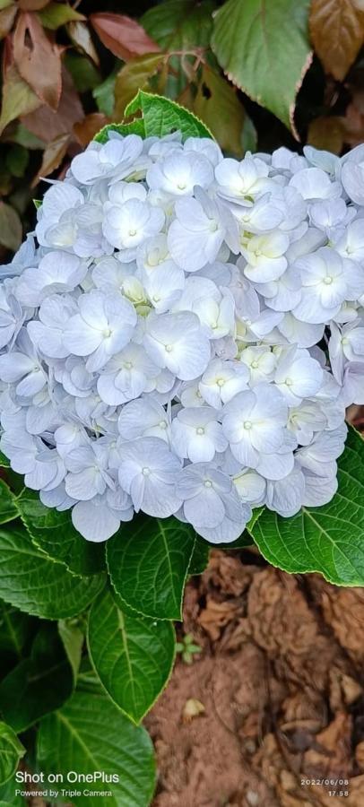 Westernghats Homestay Madikeri Luaran gambar